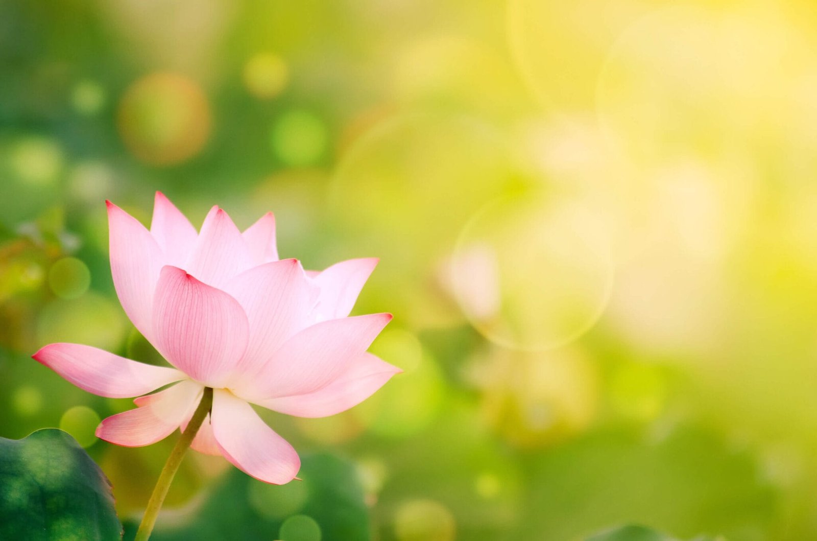 Magical Lotus Peace With My Past